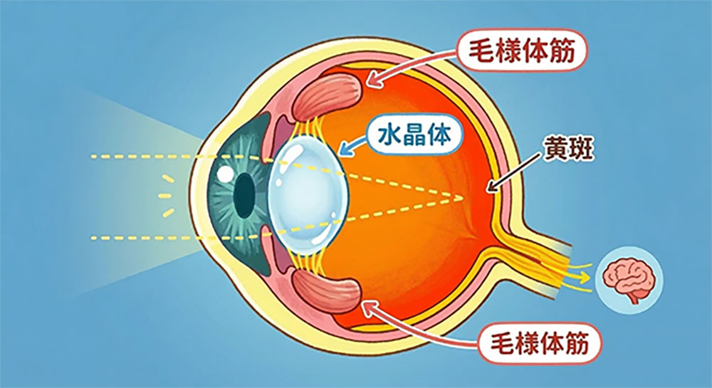 眼精疲労で視力が落ちる仕組み（調節緊張・スマホ老眼）